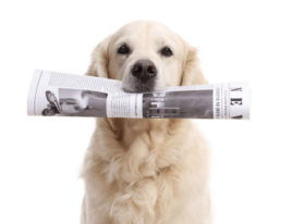 Dog with news paper